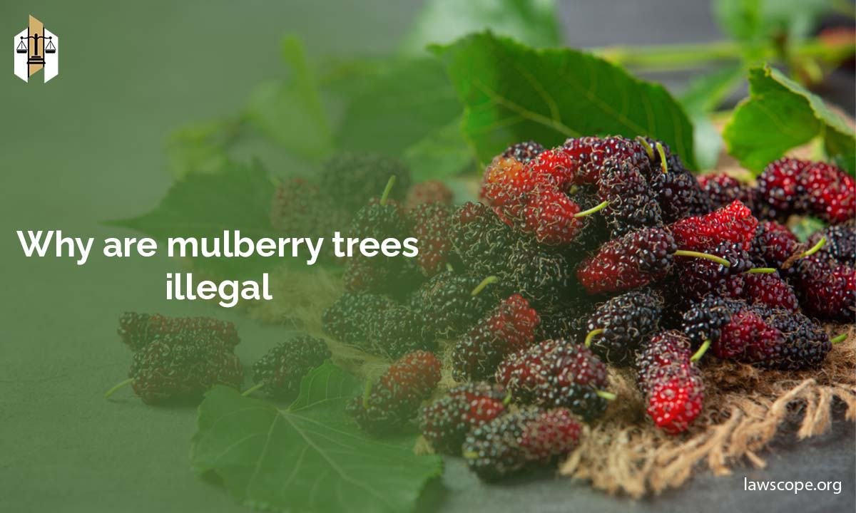 Why Are Mulberry Trees Illegal? Know The Truth in 2024